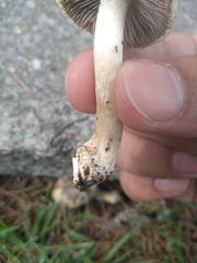 Agaricales