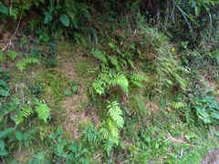 Pentarhizidium orientale