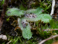 Riccia beyrichiana