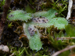 Riccia beyrichiana