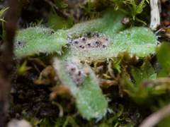Riccia beyrichiana