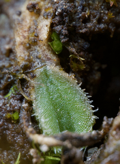 Riccia beyrichiana