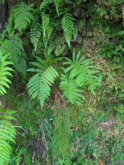 Pentarhizidium orientale