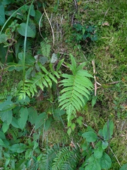 Pentarhizidium orientale