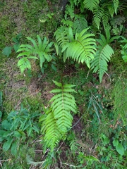 Pentarhizidium orientale