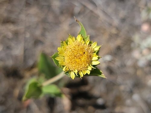 Image of Pyrrocoma carthamoides by (c) Daniel S., some rights reserved (CC BY)