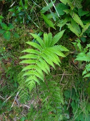 Pentarhizidium orientale