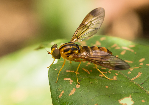 Subfamily Chrysochlorininae · iNaturalist