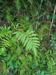 Pentarhizidium orientale