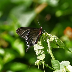 Parides bunichus damocrates