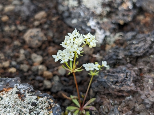 Image of Galium normanii by (c) Attila Oláh, some rights reserved (CC BY)
