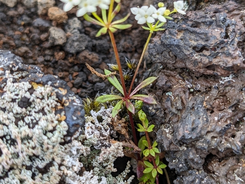 Image of Galium normanii by (c) Attila Oláh, some rights reserved (CC BY)