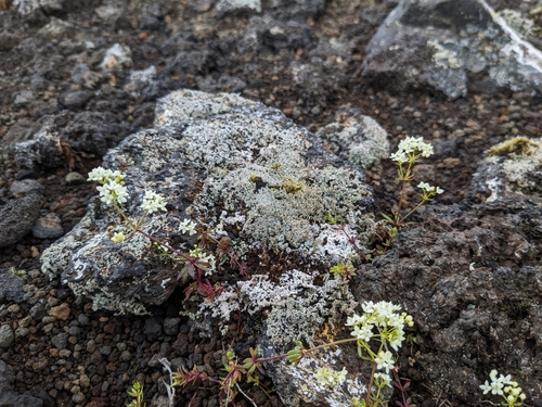 Image of Galium normanii by (c) Attila Oláh, some rights reserved (CC BY)