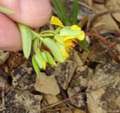 Hypericum dolabriforme