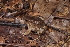 Occidozyga