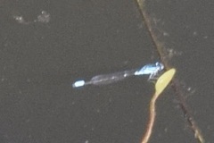 Enallagma geminatum