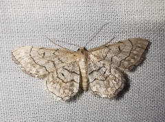 Idaea moniliata