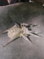 Phoneutria eickstedtae