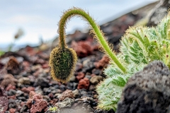 Papaver radicatum