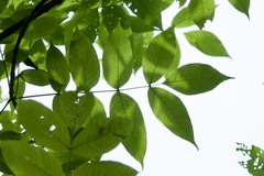 Fraxinus nigra image