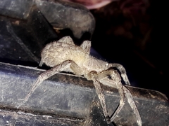 Phoneutria eickstedtae