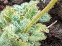 Papaver radicatum