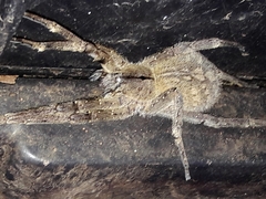 Phoneutria eickstedtae