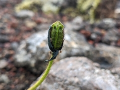 Papaver radicatum
