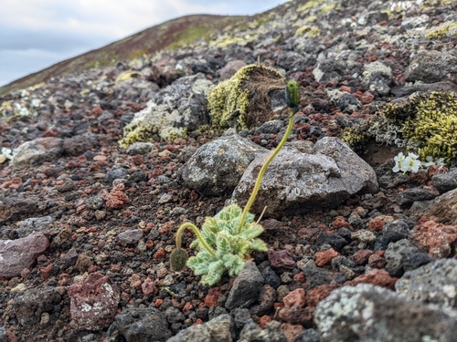 Image of Oreomecon radicata by (c) Attila Oláh, some rights reserved (CC BY)