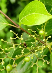 Eretmocera impactella