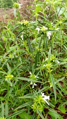 Leucas lavandulifolia