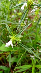 Leucas lavandulifolia