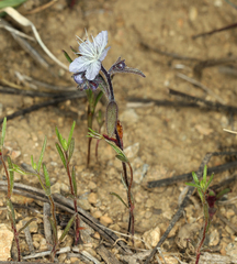 Phacelia pringlei