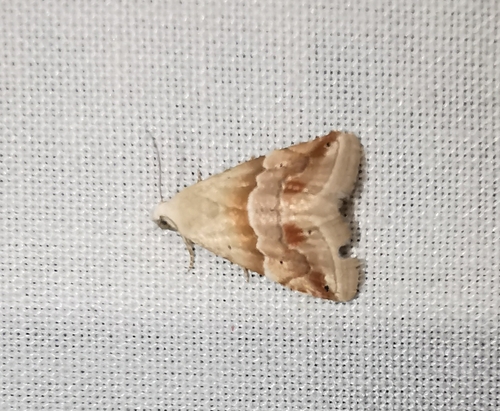 Eublemma parva