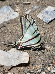 Protographium epidaus epidaus