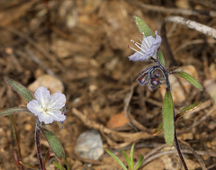 Phacelia pringlei