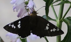 Apyrrothrix araxes