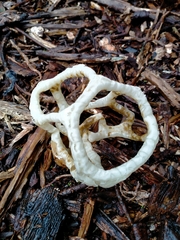 Ileodictyon cibarium