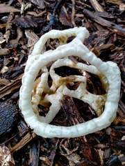 Ileodictyon cibarium