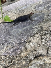 Sceloporus pyrocephalus