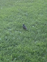Sturnus vulgaris