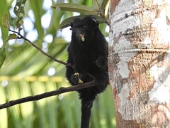 Saguinus ursula