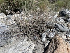 Eriogonum wrightii subscaposum