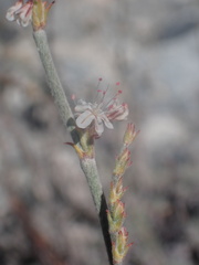 Eriogonum wrightii subscaposum