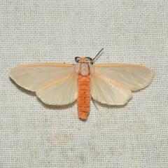 Pygarctia abdominalis
