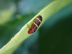 Prosapia bicincta