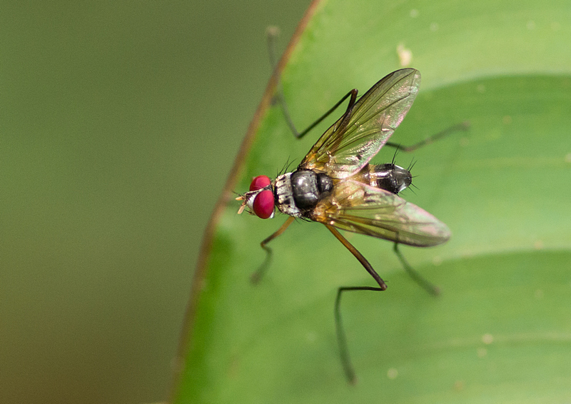 Cholomyia filipes