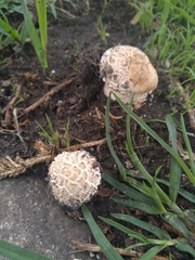 Basidiomycota