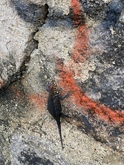 Sceloporus pyrocephalus