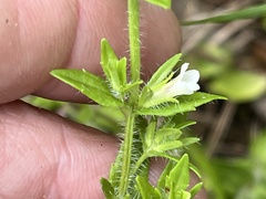 Gratiola pilosa